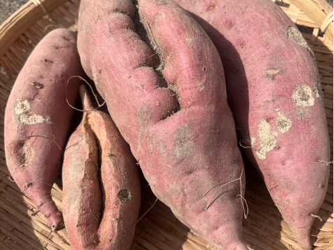 訳あり『さつまいも』遠州金時10㎏～土付き