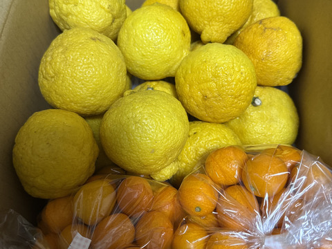 【家庭用】きんかん1kgはるか2.5kg