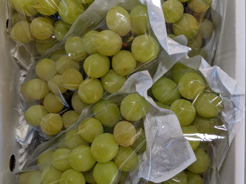 シャインマスカット家庭用