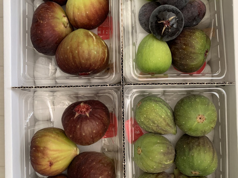 THE FIG ～皮ごと食べれるいちじく～