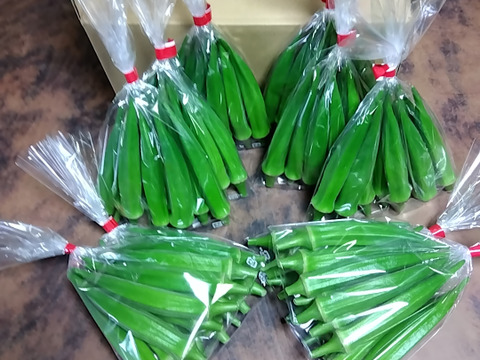 信州産やわらかオクラ9〜10本(約100g) ✕ 10袋