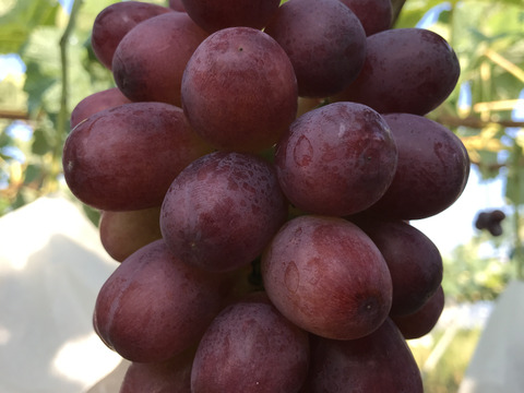 信州松本産クイーンルージュ®つぶつぶパック（１ｋｇ）　長野県限定栽培