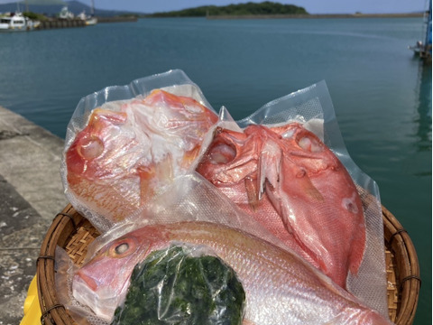 今だけ ✨️季節限定 
五島列島産 海の幸 詰め合わせセット✨
旬の魚バラエティ
何が入るかお楽しみ！！