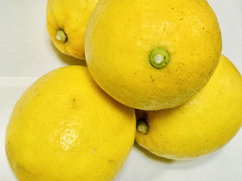 レモン ３kg　キズ有り　除草剤も化学系農薬もワックスも使用しないレモン　２月～３月収穫分