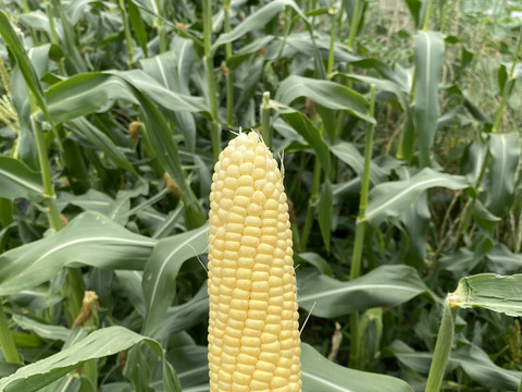 【渾身の出来】甘いとうもろこし（5~6個、約2kg）農薬・化学肥料不使用