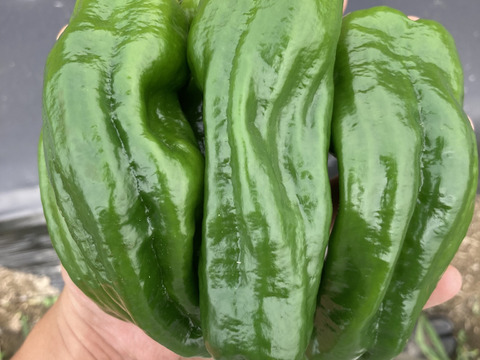 【京都府産】旬の定番夏野菜セット（10品）