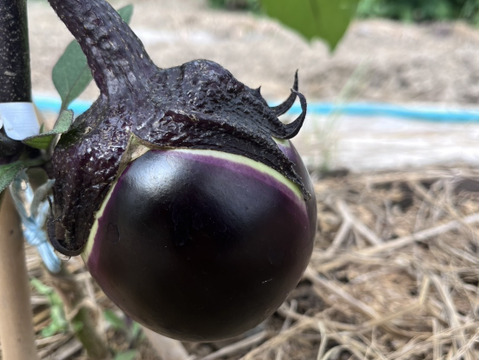 夏の終わり感じる野菜Sセット（１～３人向け）