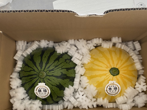 締切間近 福井市特産　金福すいかと銀福すいかのセットです。高糖度でシャリっと美味しい外観金色、中身赤肉の金福すいか2Kg前後1玉と濃厚でフルーティな味わいの中身黄色肉の銀福すいか2Kg前後1玉をセット