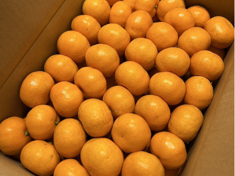 【特別栽培】和歌山県(桃山町産)　みかん【宮川早生】5kg(でかみかん)