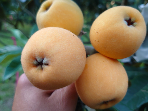 長崎県産　露地びわM玉×16入り