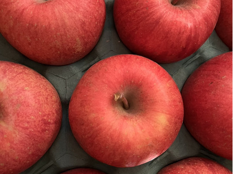 🍎青森県産『サンふじ』 家庭用 10㎏(24玉～40玉)