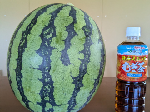 池多すいか３L、2L