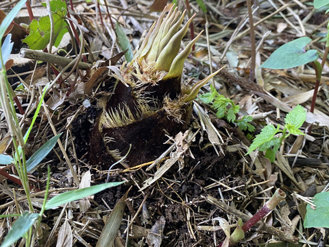 春の味覚！掘って即時出荷‼️タケノコ<2kg> 米ぬか　鷹の爪付き