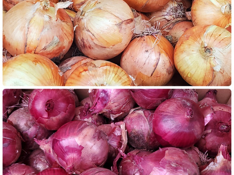 ダブル玉ねぎセット　10kg