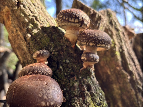 【人気品種115/山のアワビ】原木生しいたけ 約900g 原木椎茸
