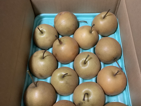 好評につき令和7分の予約！１５６箱限定！大豊作願ってめっちゃ小さい梨　豊水梨　3ｋｇ　訳あり