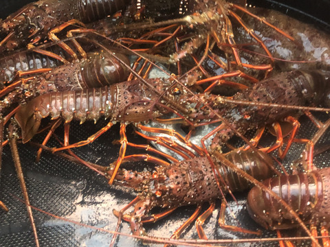 【活き】伊勢海老中サイズ4匹　1kg以上