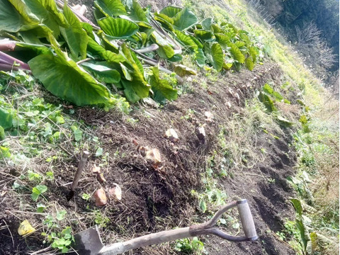 【農薬不使用】京都美山産 海老芋（里芋）１KG【土蔵保存】