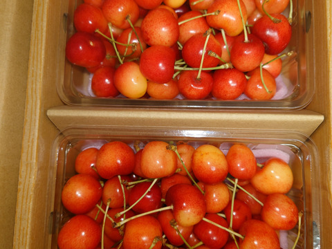 【さくらんぼ最高糖度賞受賞園地】紅てまり　秀品1kg