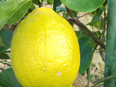 初なり❗種なしレモン娘(5個)