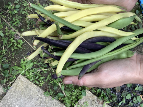 カラフルいんげん300g✖️間引き菜（大根葉、人参葉、蕪菜など）1000gセット