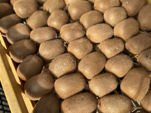 ビタミンいっぱい　ヘルシーキウイ🥝　GO GREEN!（1.5KG)