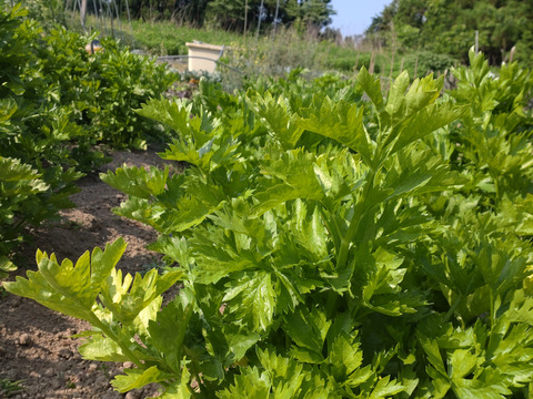 【お買い得☆旬の野菜セット（7〜10品目）☆６月☆】新鮮お野菜🌿７月の野菜セットはこちらです（URLリンク長押し）→https://www.tabechoku.com/products/241766