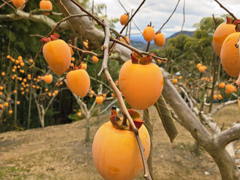 ★干し柿用　秀品！！　大サイズ　40～45個　正味10kg～　愛宕柿　枝つき　慣行栽培品　渋柿