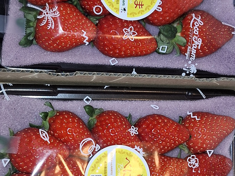 【今話題のいちご！】べにたま２５０ｇ×２パックーDXパックー