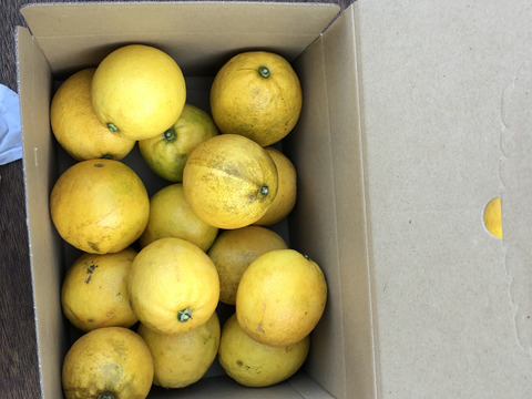 マイヤーレモン（レモンとオレンジのミックス種）2.2ｋｇ（約１５個）