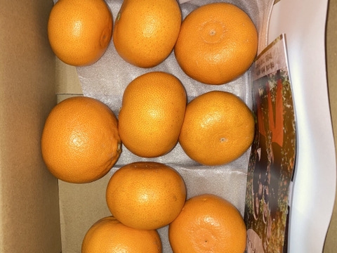 【予約特価】柑橘の大トロ！　せとか（ご家庭用・２㎏）×３箱