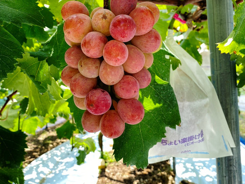 ［5箱限定］#今が旬！安芸クイーンとピオーネ☆☆ご家庭用