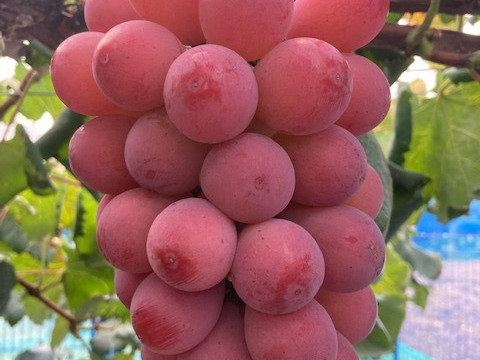 【食べチョクアワード 4年連続受賞！】※ご家庭用  糖度20度超え 希少品種クイーンニーナ 3～４房　2㎏以上(化粧箱入り)　フルーツ王国・岡山県産