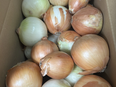 淡路島玉ねぎ　訳あり品 １０ｋｇ　お買い得！残留農薬不検出。
