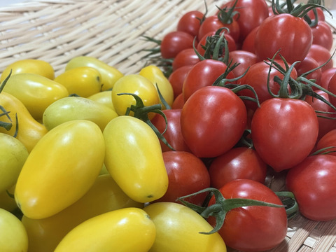 【食べ比べ 】 2色のトマトで色鮮やかな食卓を　トマトベリー&ティポのセット1.5kg【千葉県旭市産】