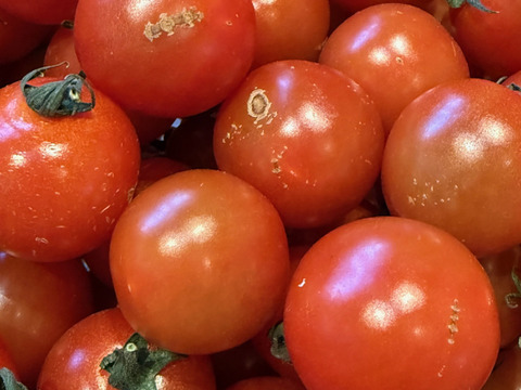 【訳あり・加工用】小鈴トマト｜昔ながらの味わい｜加熱・調理向け