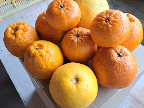 旬の有機栽培柑橘味比べセット3kg