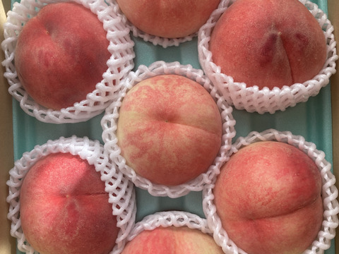 【夏ギフト】あかつき🍑もちっと甘い！朝採れ発送します