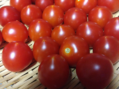 おためし！〈人気品種〉旨みたっぷり！ほれまるミニトマト　1.5kg