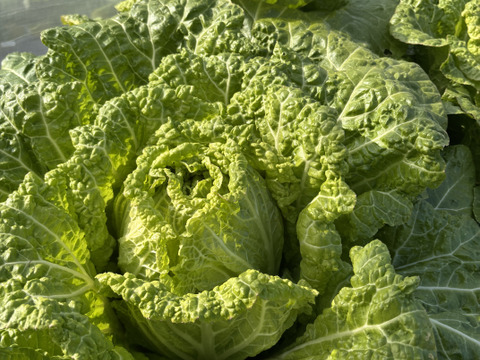 我が子に食べさせたい野菜を｜志学農
園の白菜 3玉（約5kg）栽培期間中農薬・化学肥料不使用
