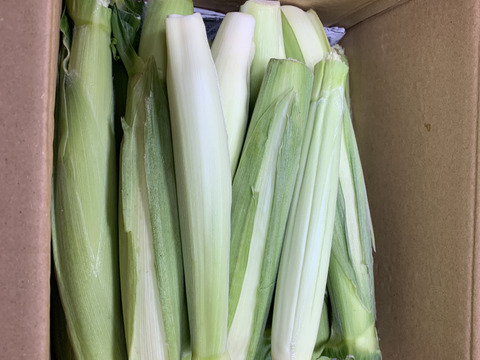 【予約増量 ♪】 え？？缶詰とは大違い？？　 皮付きヤングコーン　　25本→26本　from 名水の里　神奈川県秦野市