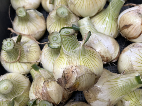 とれたて新玉ねぎ　5kg