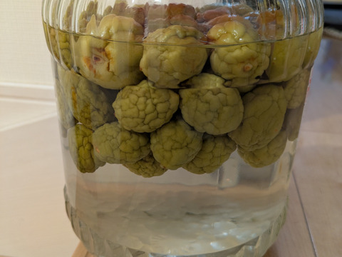 【白加賀・青梅】自然栽培 農薬・化学肥料不使用の梅！サイズ混合2kg
