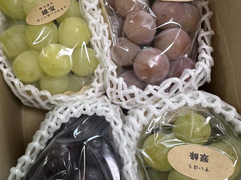 【ご家庭用3～4房】ぶどう食べ比べセット（品種おまかせ／約1.3kg）
