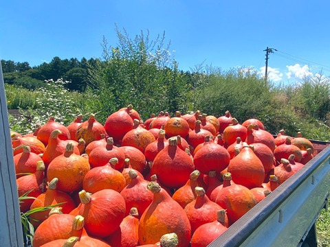 【3玉　約5ｋｇ】八ヶ岳西麓産　農薬化学肥料不使用　『打木赤皮甘栗かぼちゃ』