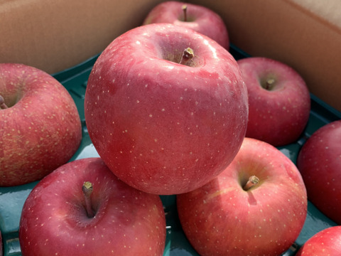 真っ赤に色づく山形のりんご！着色系ふじ贈答用10kg