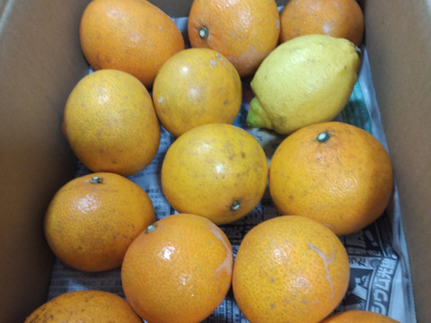 ※家庭用※まどんな（３キロ）　【自然栽培】農薬不使用・化学肥料不使用・除草剤不使用