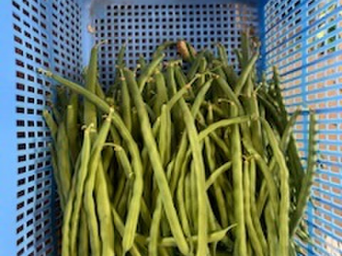 熊本県八代産　6月に採れた農薬不使用野菜、赤タマネギ、ニンニク、パクチー、パセリ、インゲン豆、ナス、ミニトマト、ズッキーニ詰め合わせ、野菜詰め合わせ3kgほど