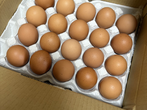 🎁贈りものにも🎁平飼いごちそう卵【あかねの虜】Lサイズ（40個入り） 28歳2児の母がプロデュースした話題の卵【👑大手検索サイト「福岡 卵」表示ランキング１位の農場です👑】