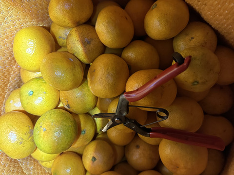 《予約》優品長崎温州みかん原口《3s〜sサイズ3kg》